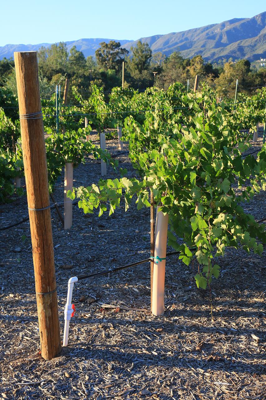Young vines on an Ojai agricultural parcel.